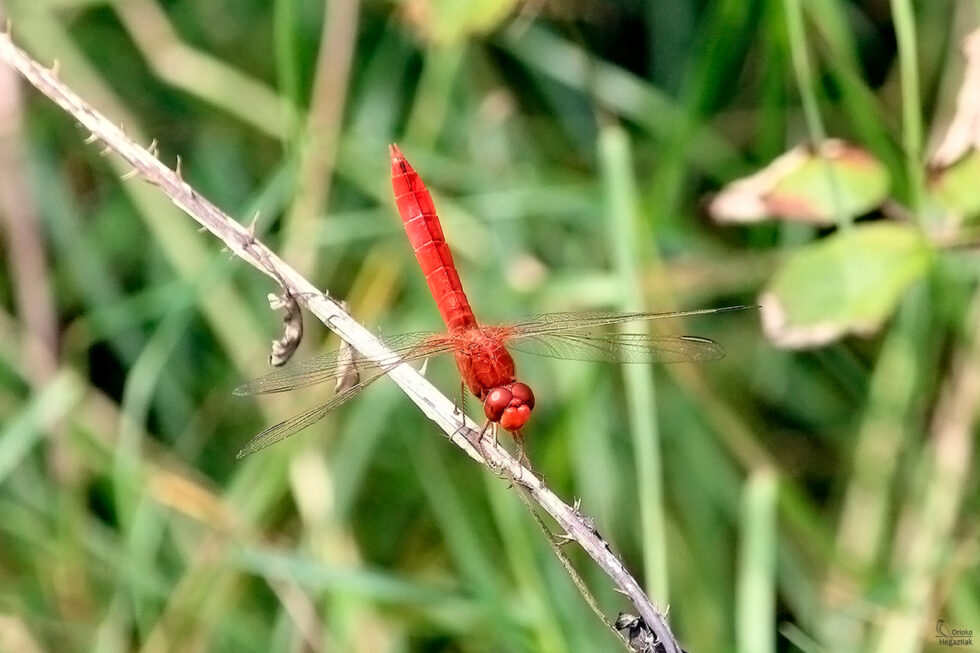 Libélula (Crocothemis erythraea)