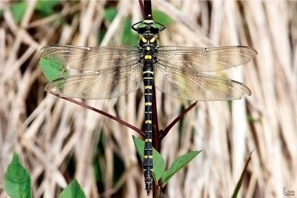 Libélula (Cordulegaster boltonii)