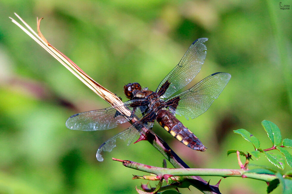 Libélula (Libellula depressa)