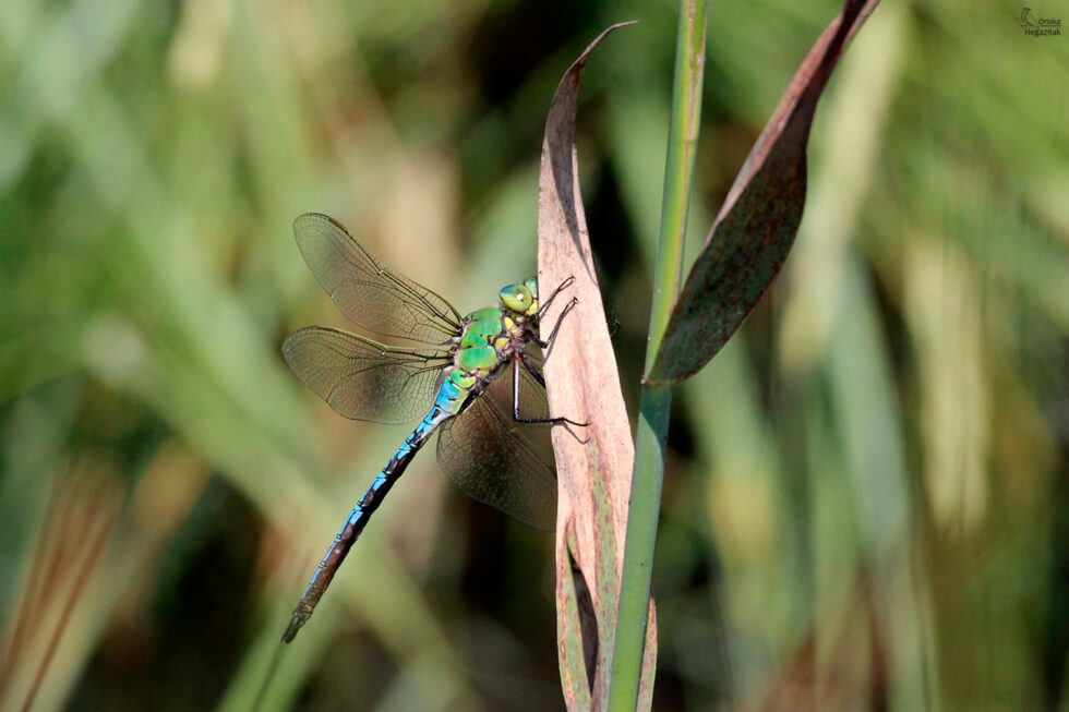 Libélula (Anax imperator)