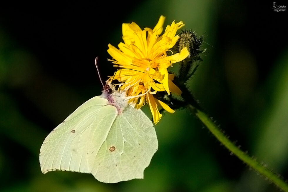 Mariposa Limonera (Gonepteryx rhamni)