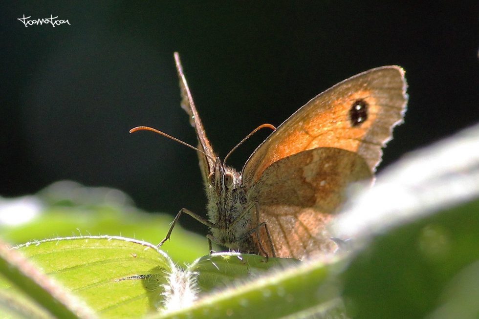 Mariposa Lobito agreste (Pyronia tithonus)