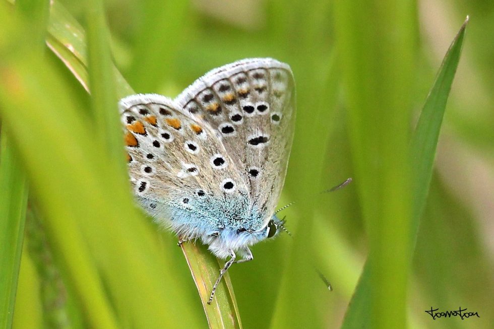 Mariposa Ícaro (Polyommatus icarus)