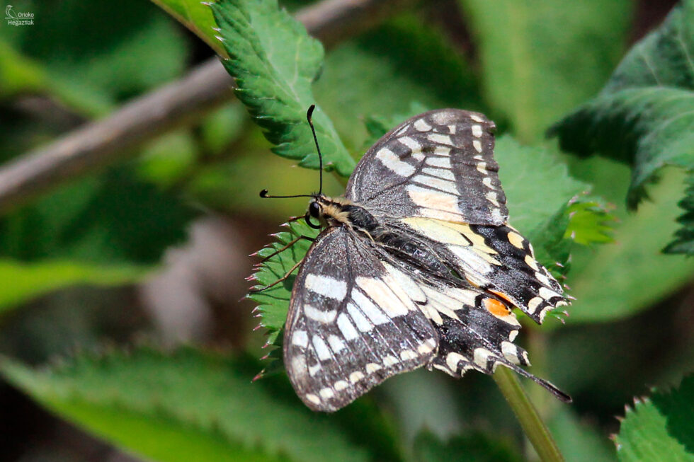 Mariposa Macaón (Papilio machaon)