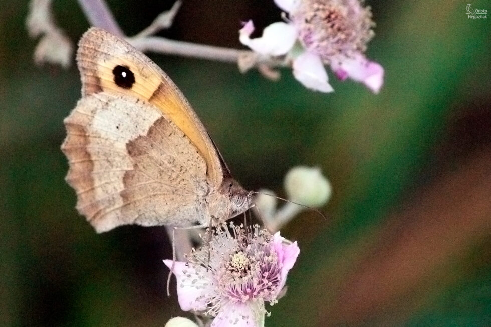 Mariposa Loba (Maniola jurtina)