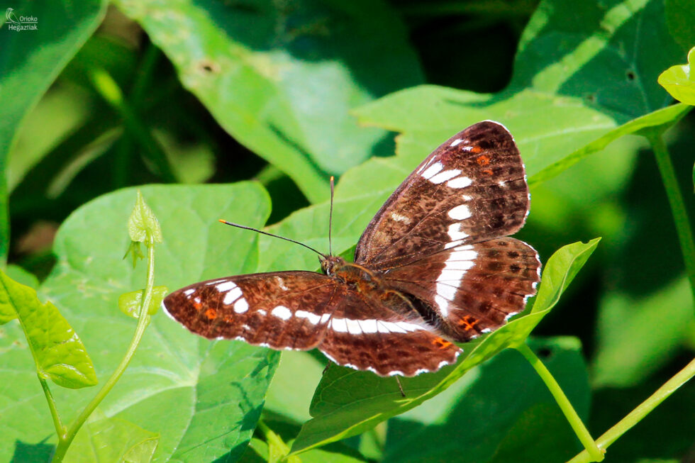 Mariposa Ninfa del bosque (Limenites camilla)