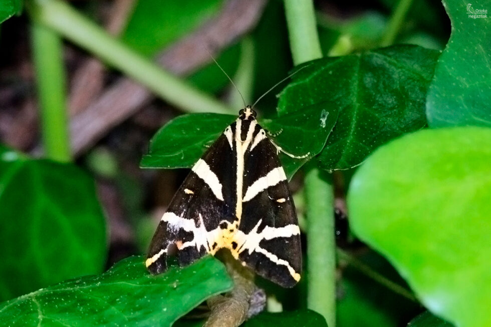 Polilla Calimorfa (Euplagia Quadripunctaria)