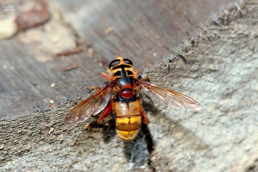 Mosca Cernícalo (Milesia crabroniformis)