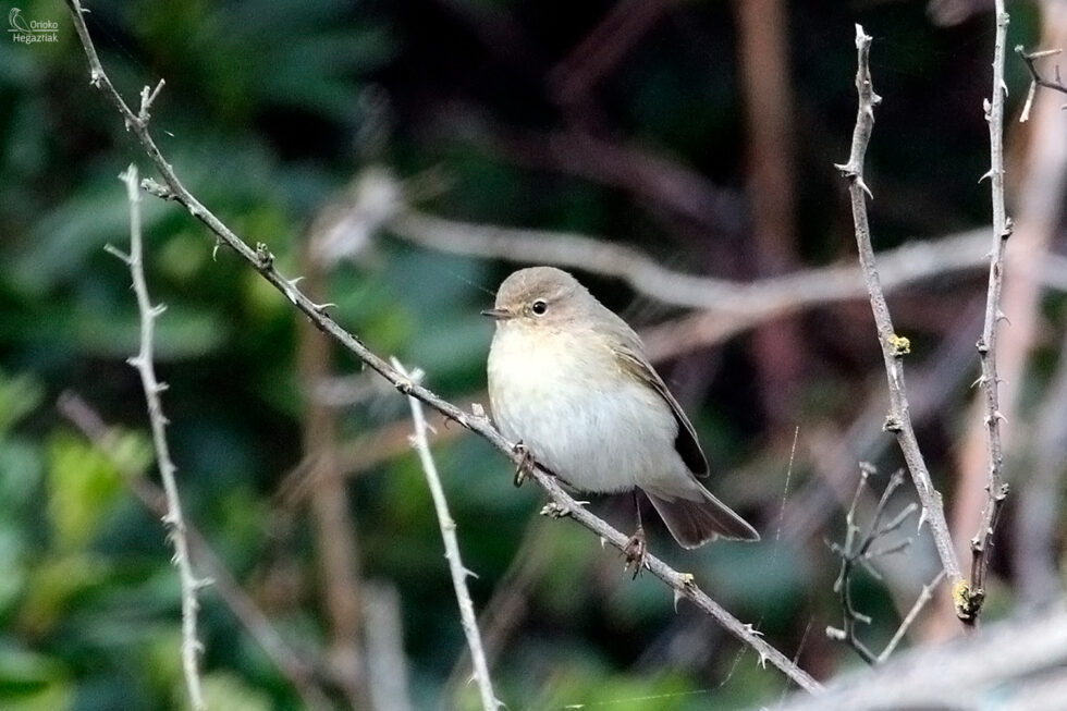 Mosquitero Común Siberiano