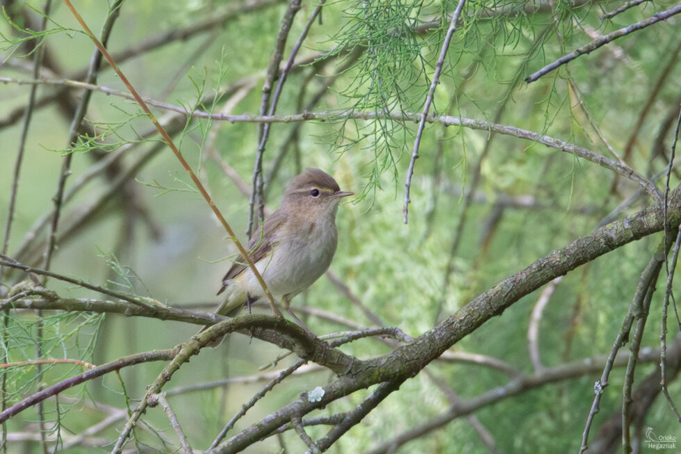 Mosquitero Ibérico