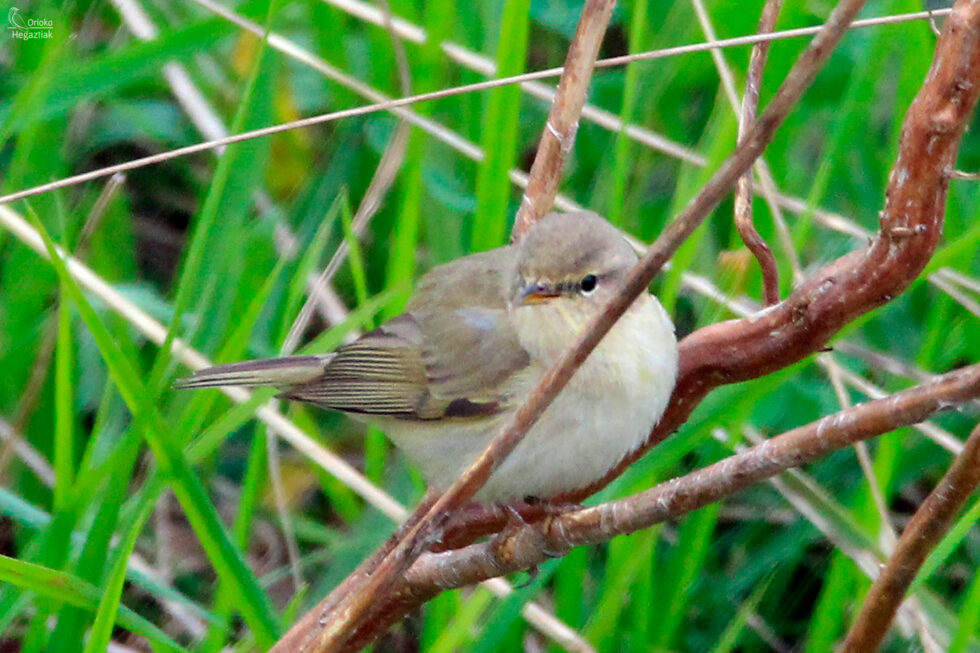 Mosquitero Papialbo
