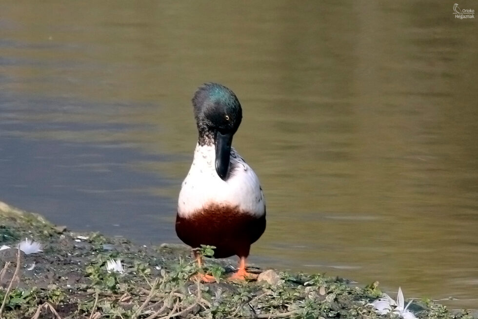 Cuchara Común