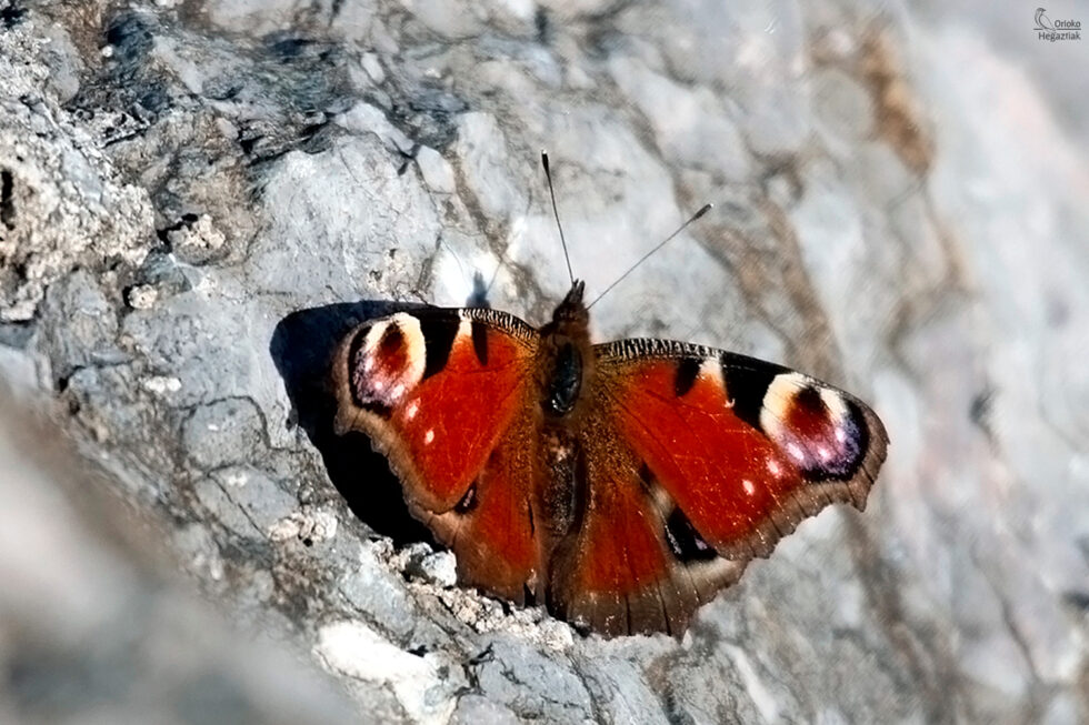 Mariposa Pavo Real (Inachis Io)