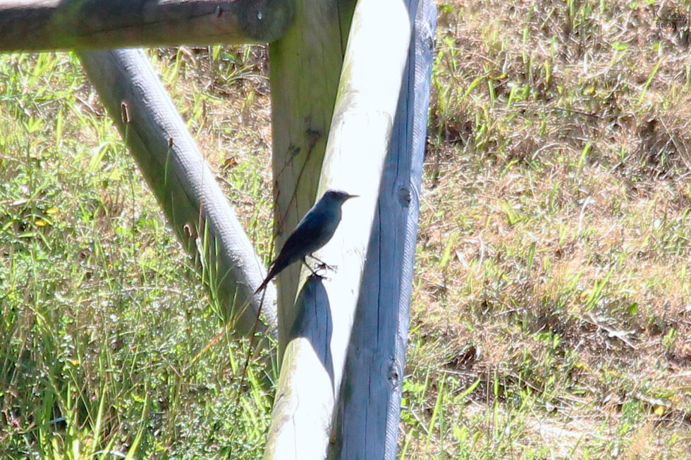Roquero Solitario