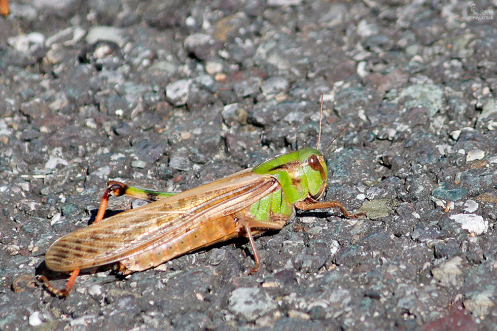 Saltamontes Langosta migratoria (Locusta migratoria)