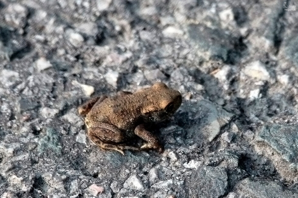 Sapo Común