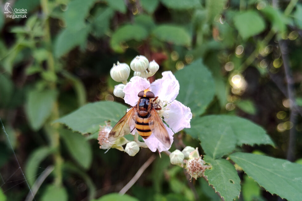 Mosca Cernícalo Mosca de las flores