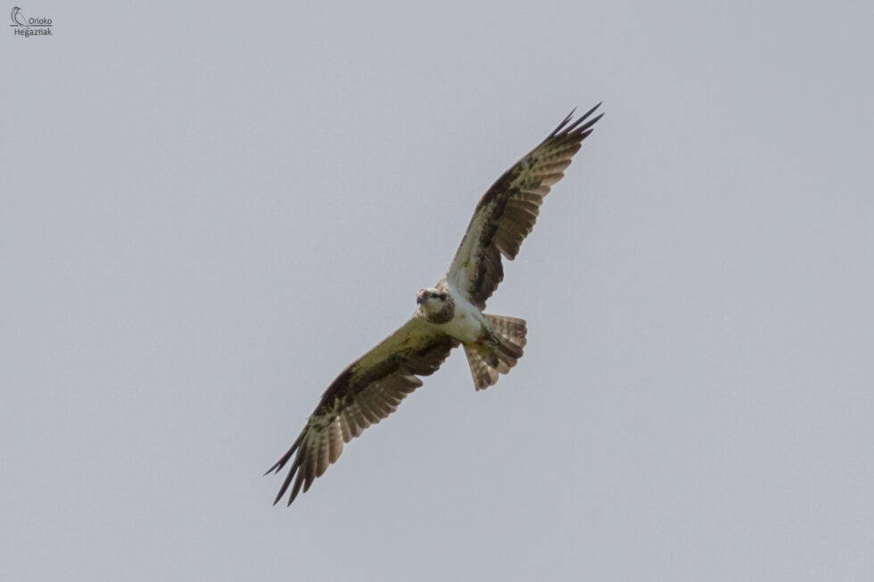 Águila Pescadora