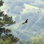 Aguilucho Lagunero Occidental