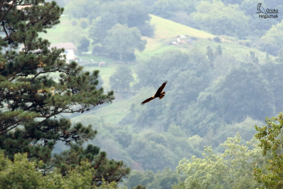 Aguilucho Lagunero Occidental