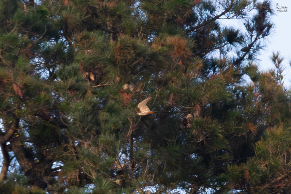 Alcotán Europeo