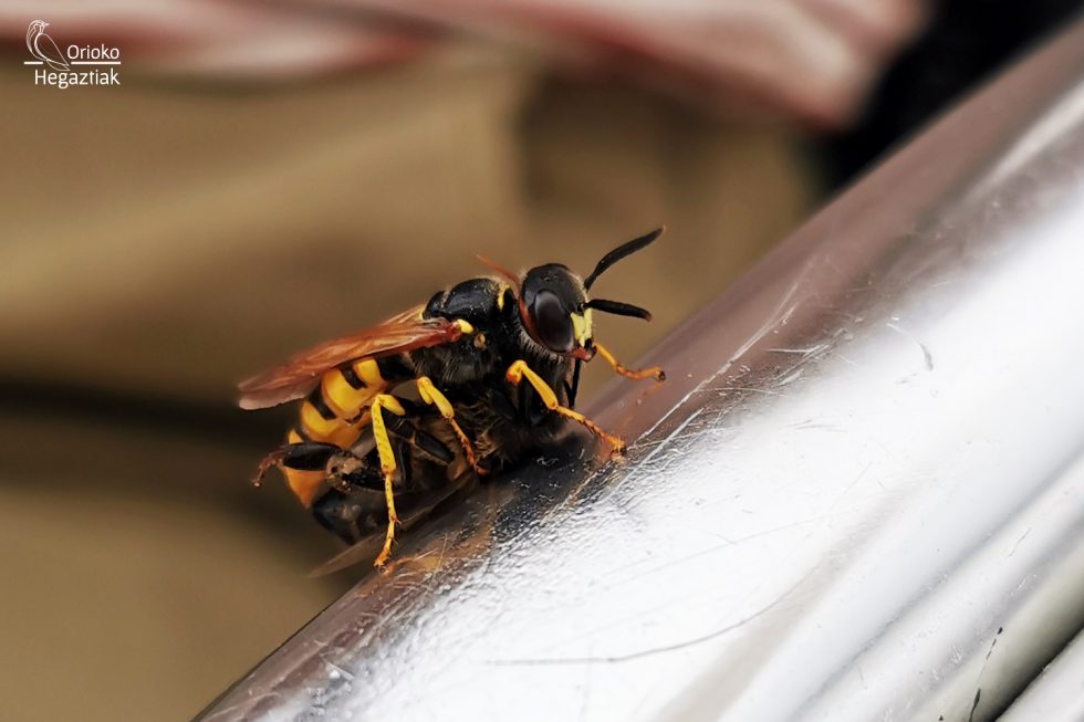 Avispa Excavadora Lobo de Abejas