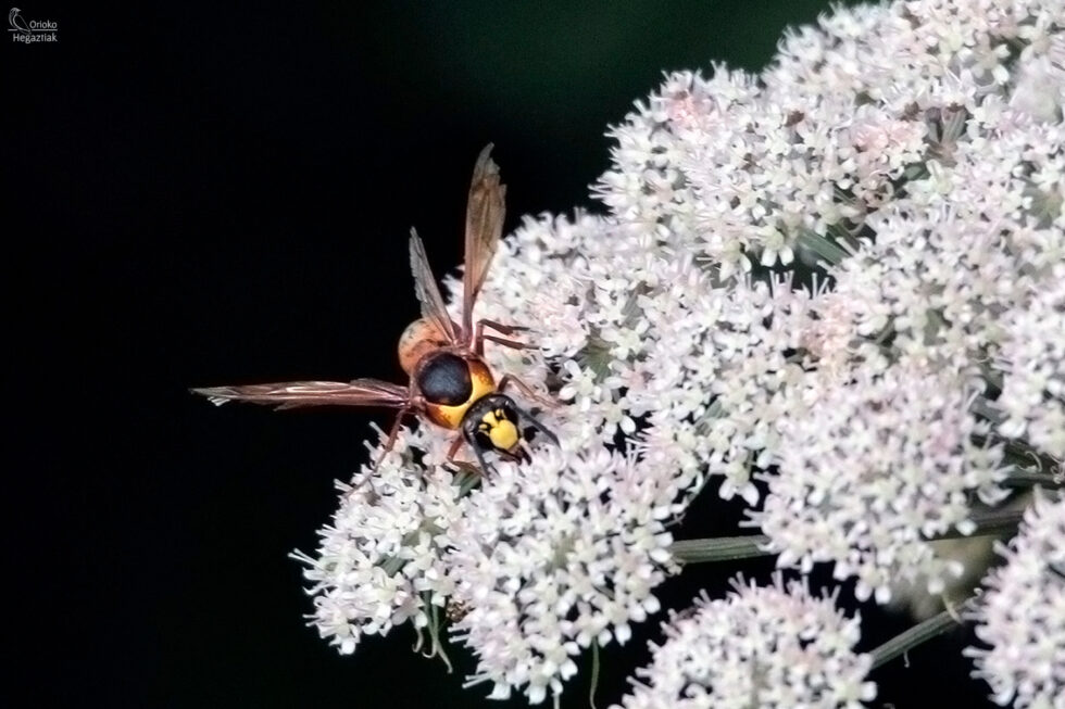 Avispa Alfarera