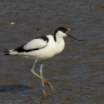 Avoceta
