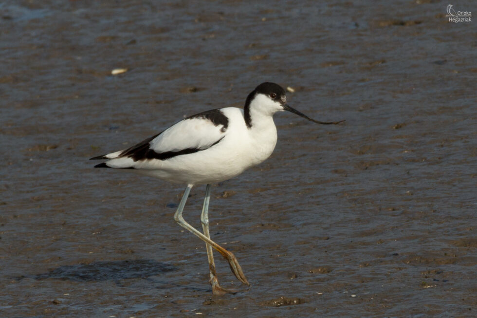 Avoceta común en Orio