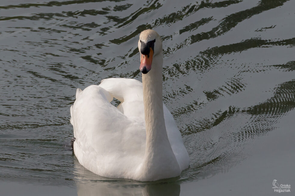 Cisne Vulgar