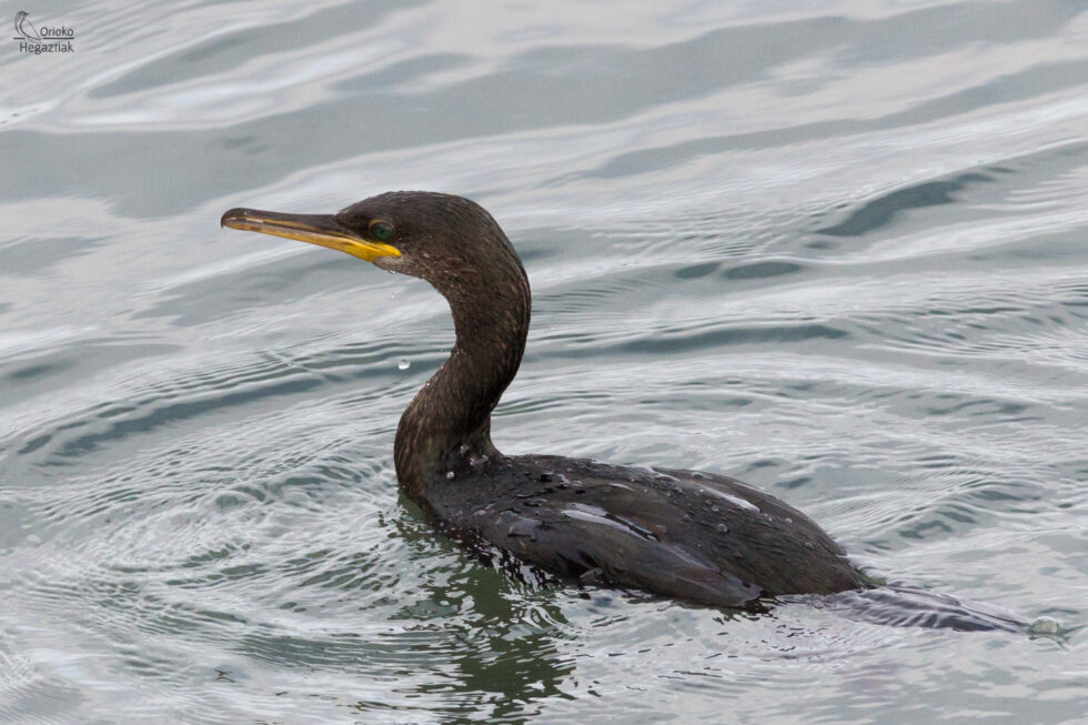 Cormorán Moñudo