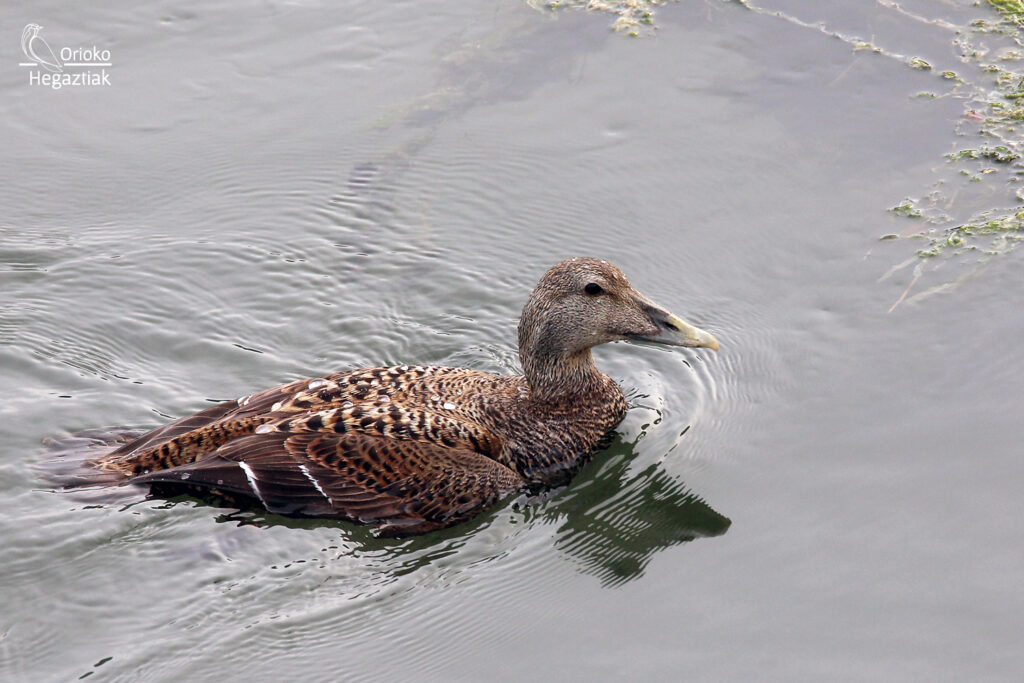 Eider Común