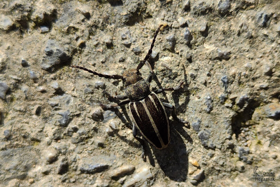 Escarabajo (Iberodorcadion fuliginator)