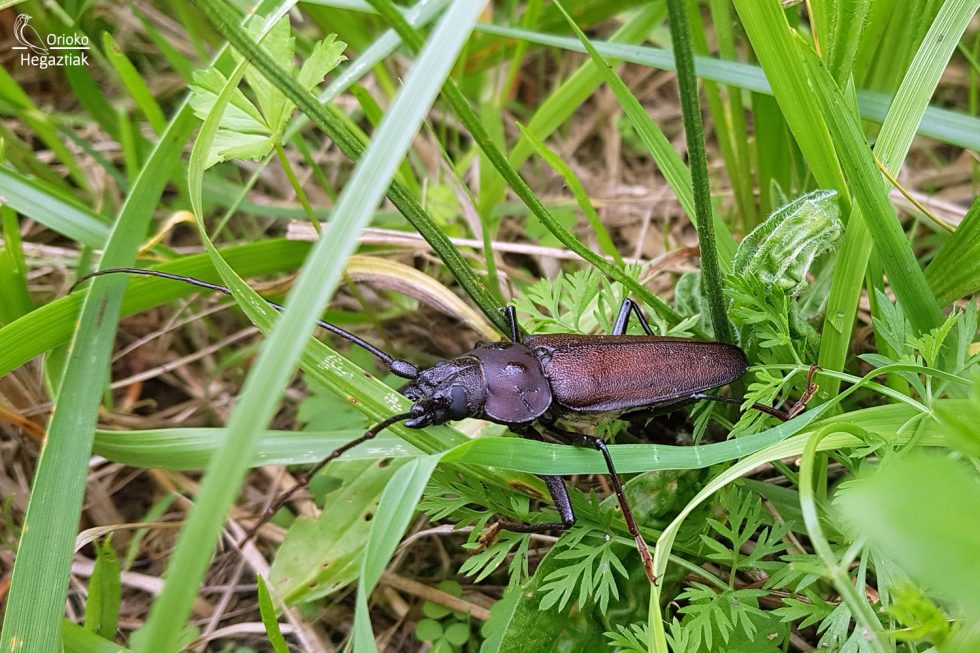 Escarabajo Carpintero