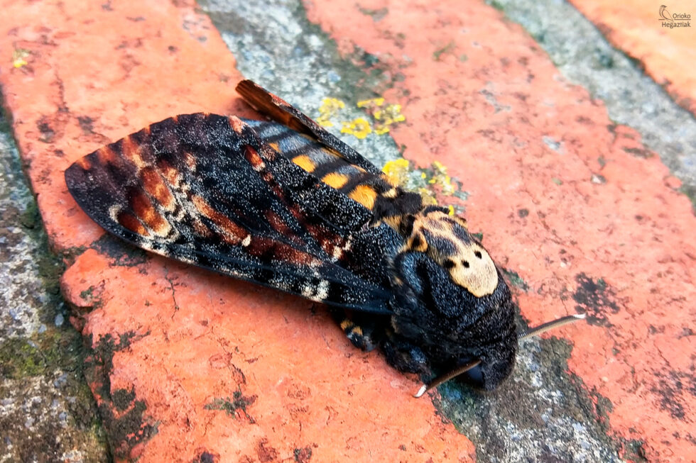 Polilla Esfinge de calavera (Acherontia atropos)