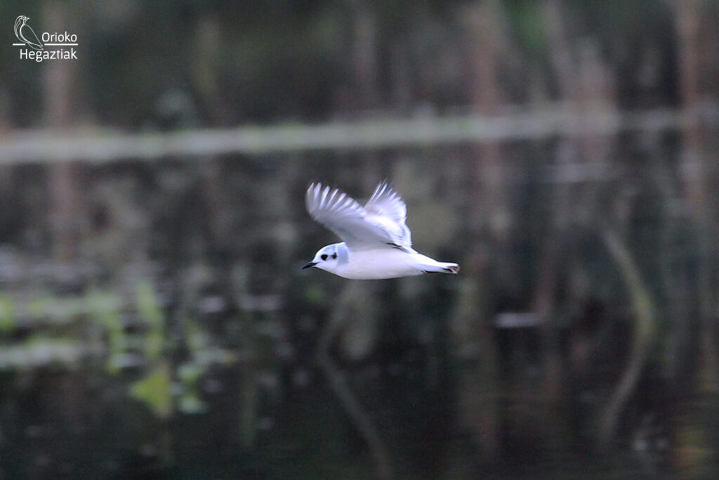 Gaviota enana en Motondo