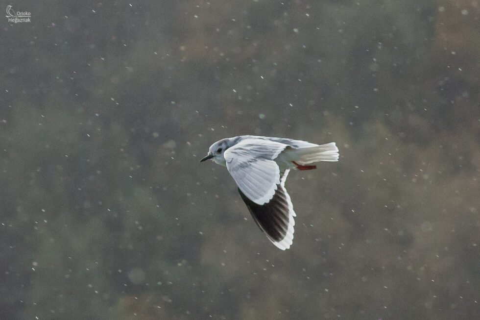 Gaviota Enana