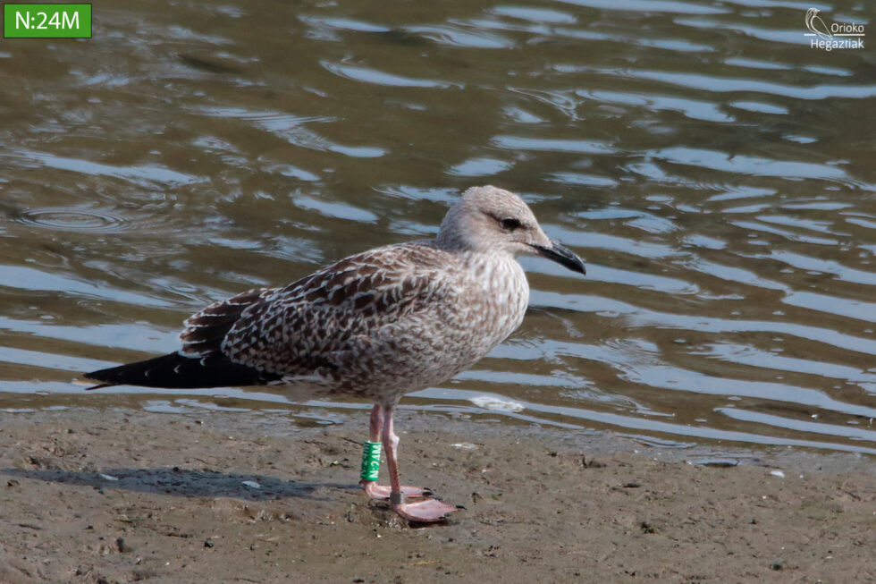 Gaviota Sombría Anillada