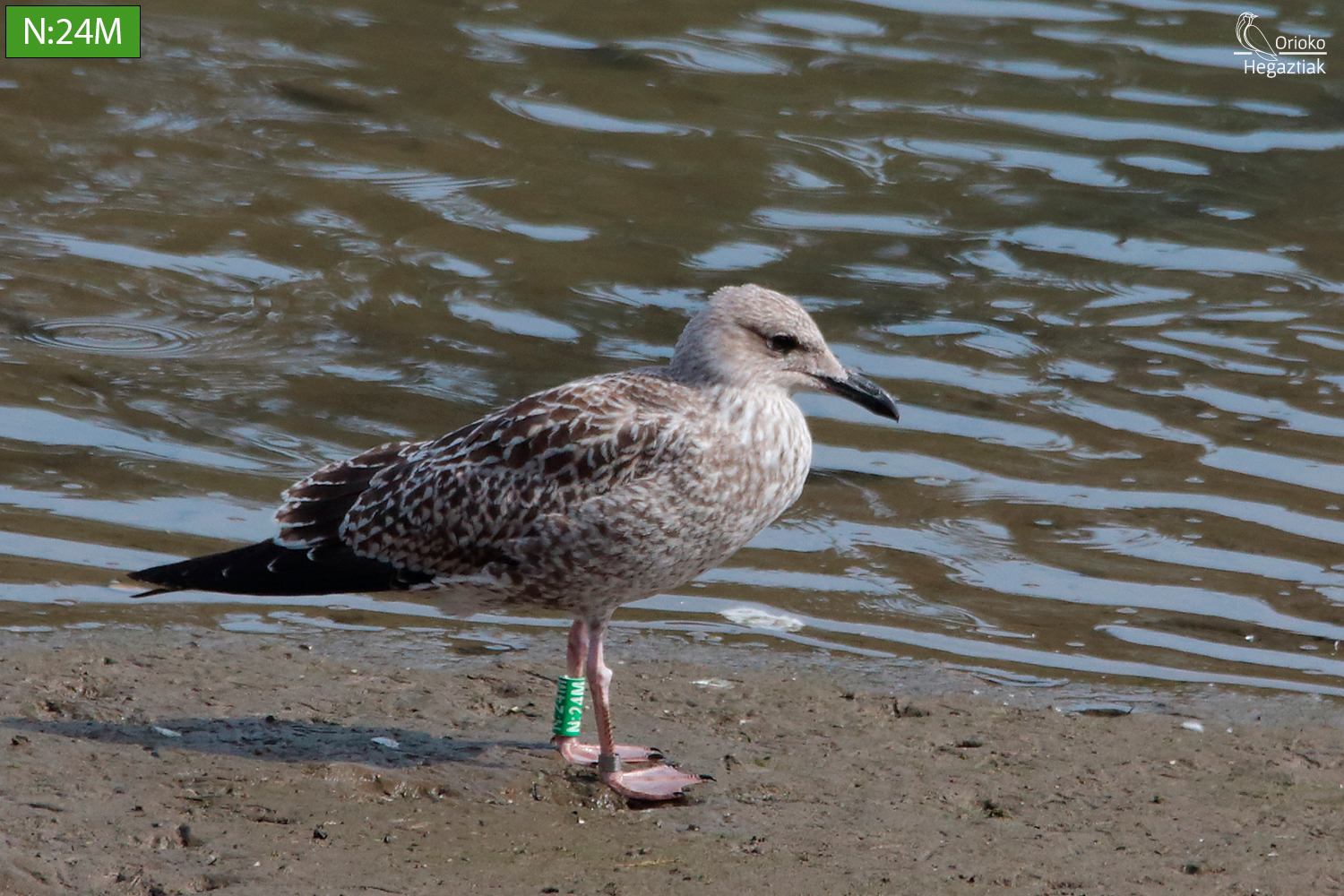 Gaviota sombría N:24M