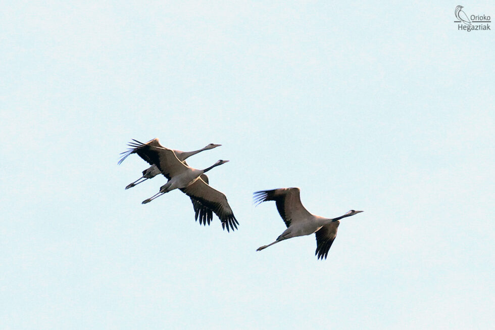 Grulla Común