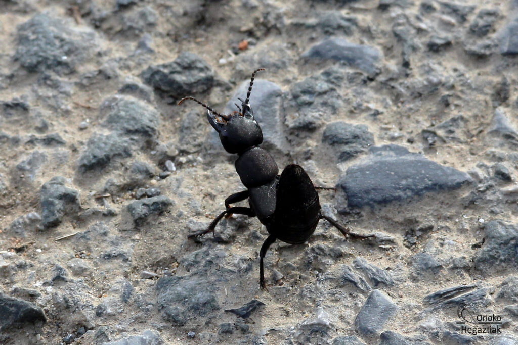 Escarabajo Errante