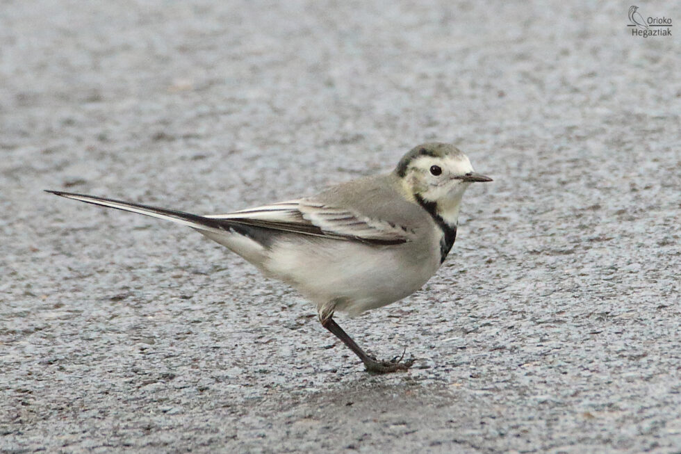Lavandera Blanca