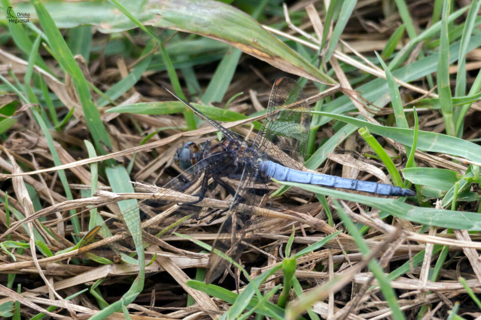 Libélula (Orthetrum coerulescens)