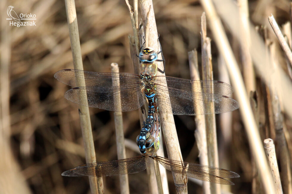 Libélula (Aeshna mixta)