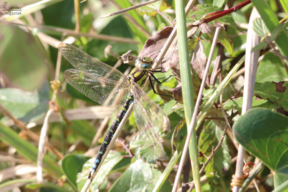 Libélula (Aeshna cyanea)