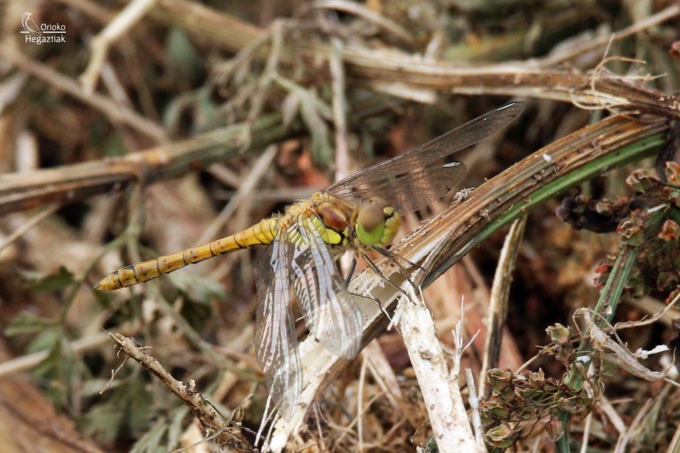 Libélula (Sympetrum sanguineum)
