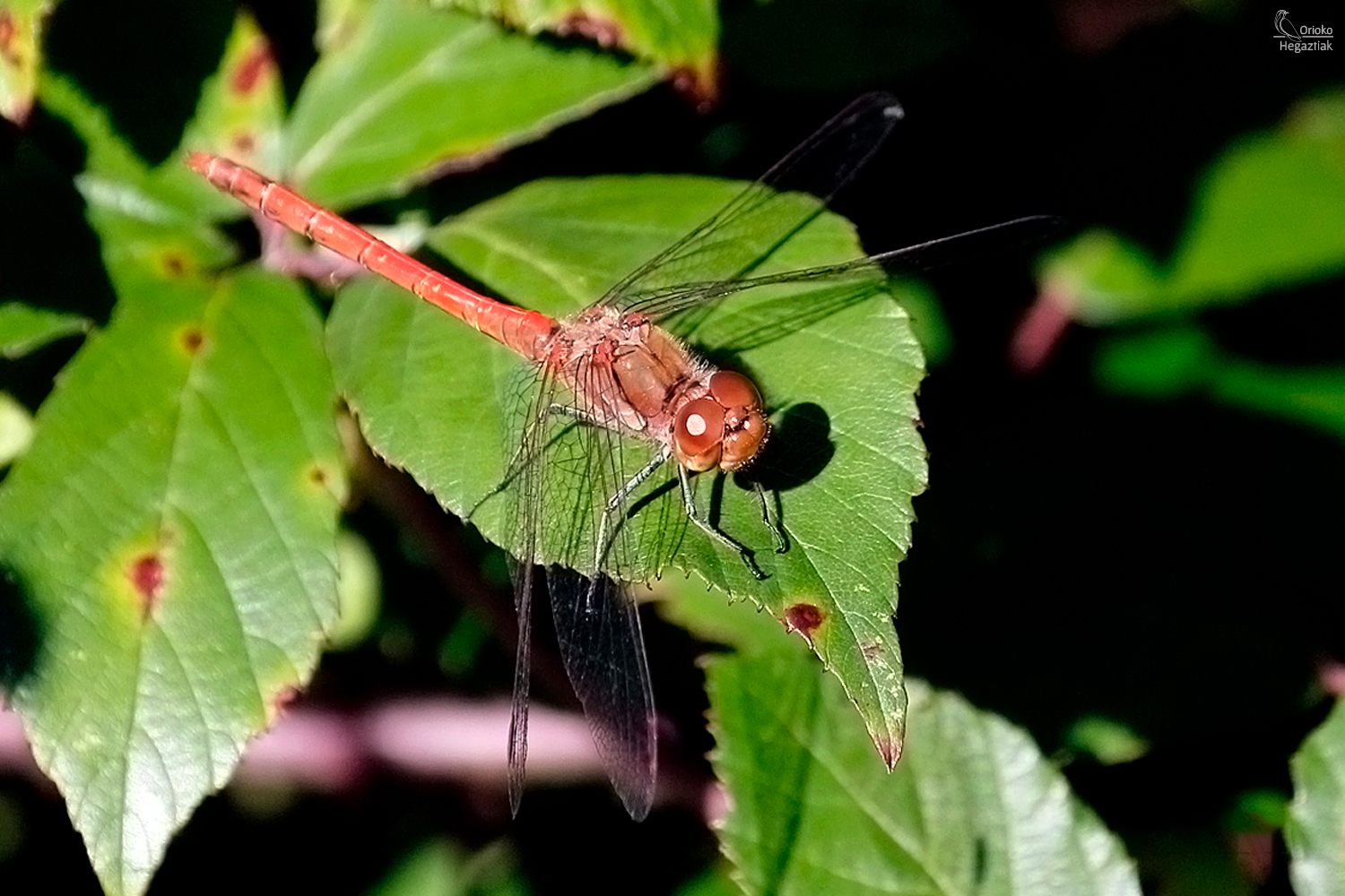 Insectos de otoño