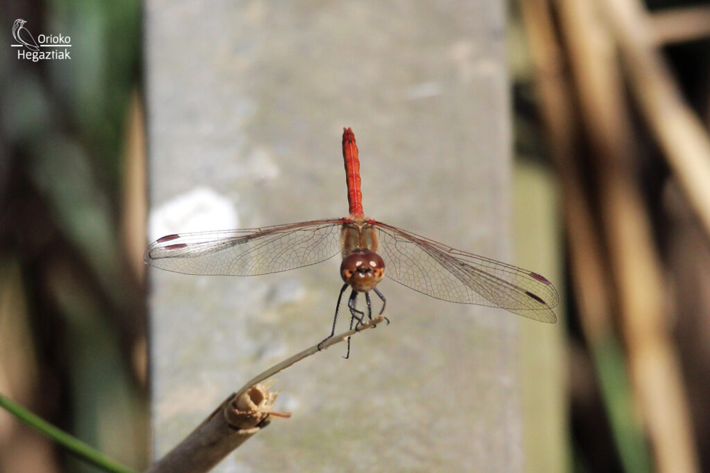 Libélula (Sympetrum striolatum)