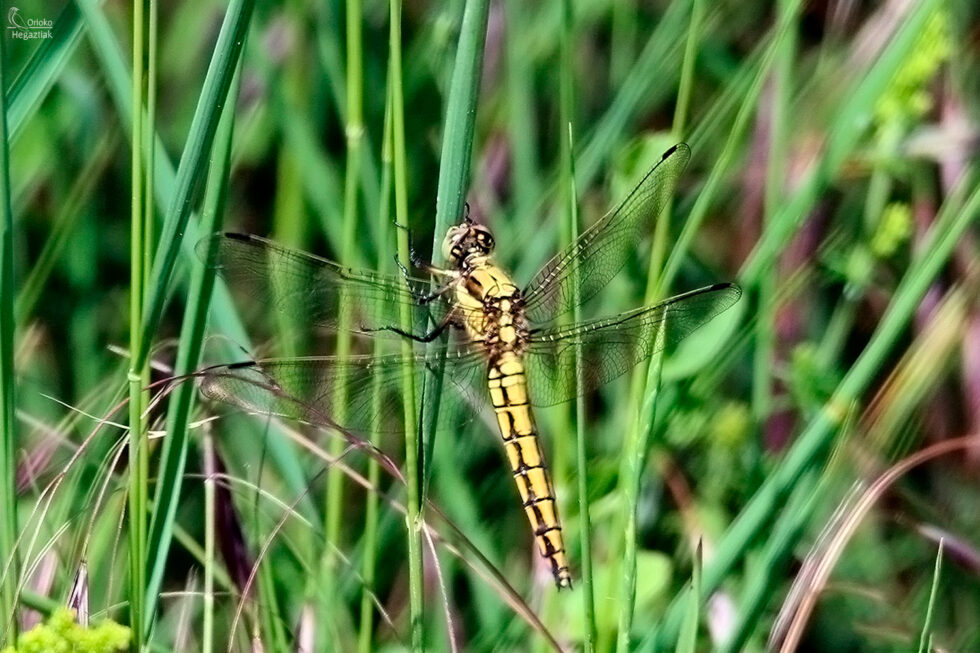 Libélula (Orthetrum cancellatum)