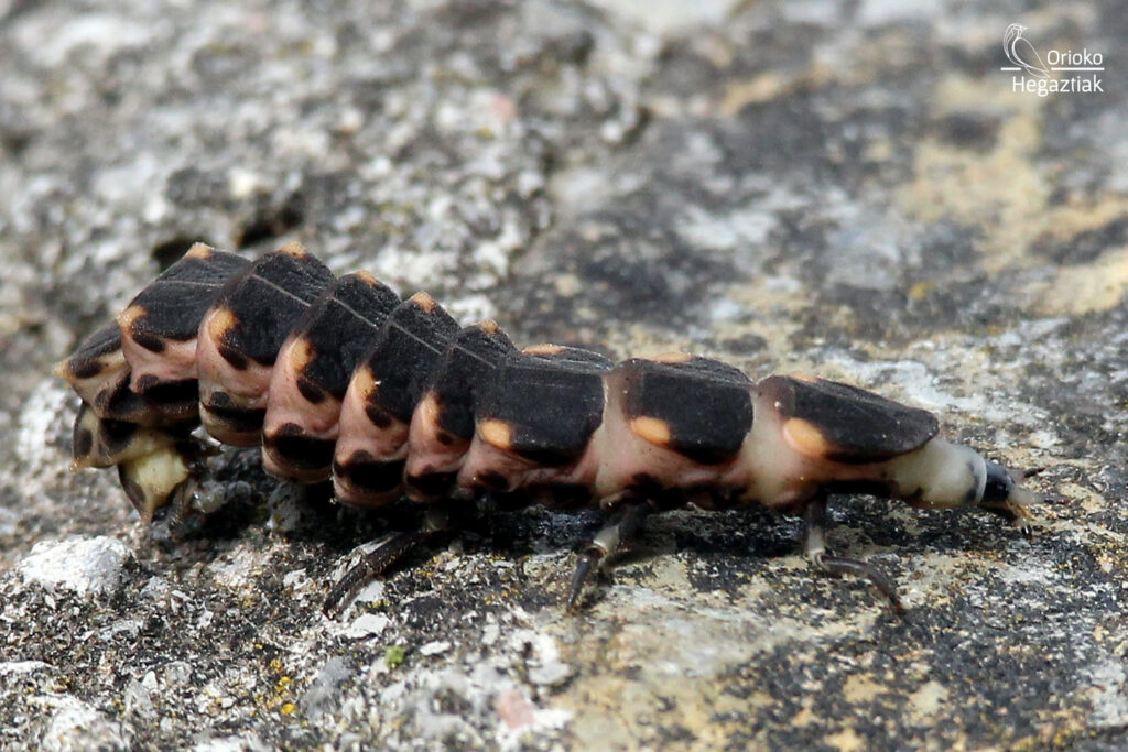 Luciérnaga Europea (Lampyris noctiluca)